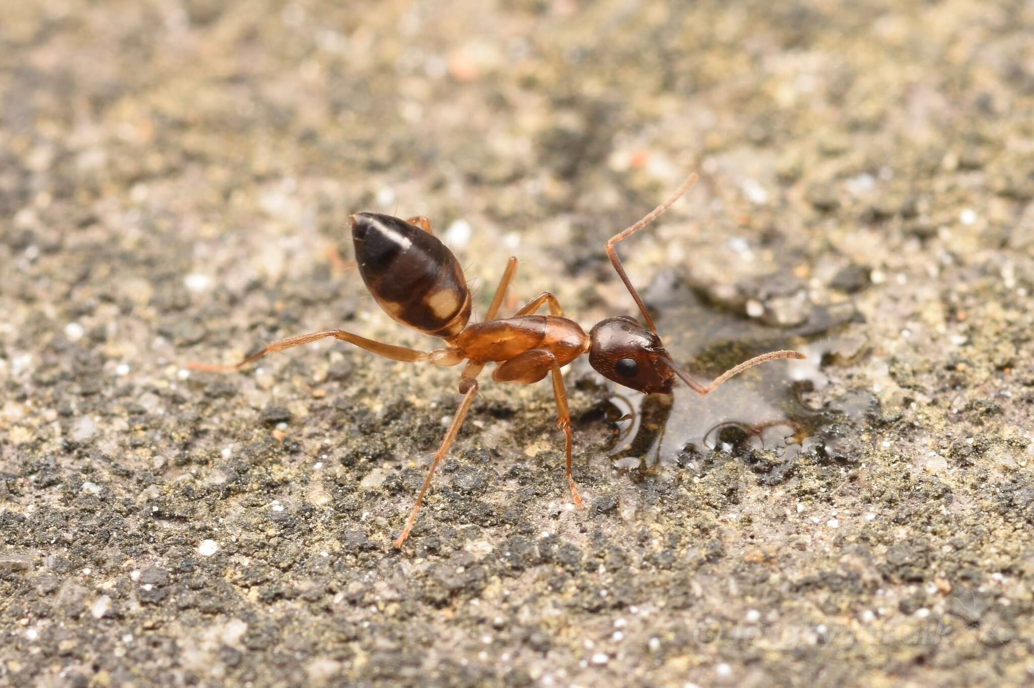 Image of Camponotus albosparsus Bingham 1903