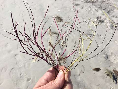 Image of colorful sea whip