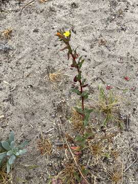 Image of Lewis' evening primrose