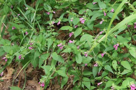 Image of Melampyrum roseum Maxim.