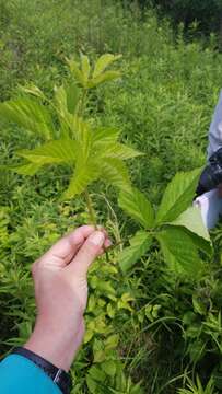 Image of Wisconsin blackberry