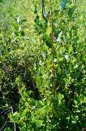 Salix starkeana Willd. resmi