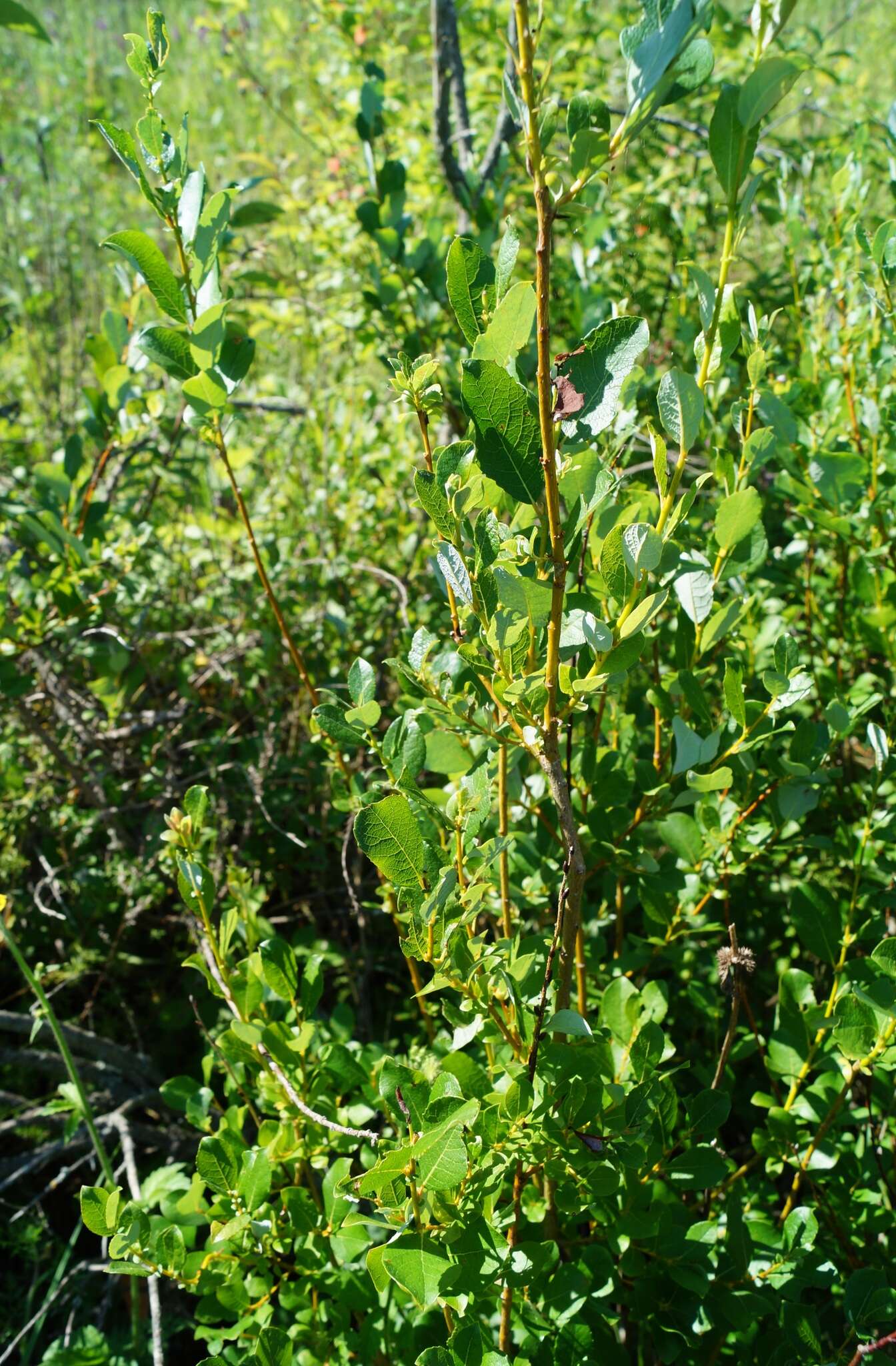 Salix starkeana Willd. resmi