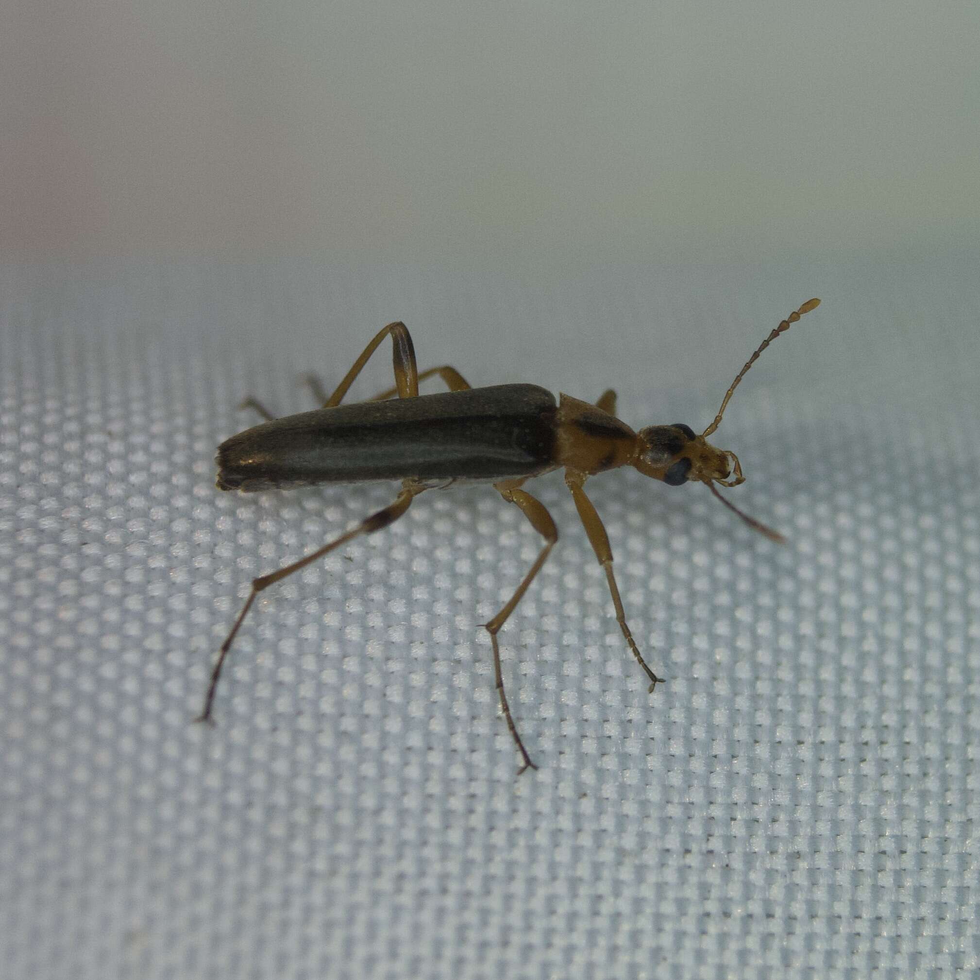 Image of False Leptura Beetle