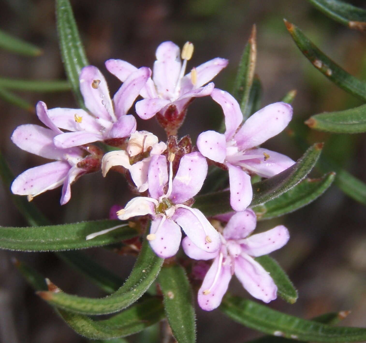 Image of Agathosma pungens (E. Mey. ex Sond.) Pillans