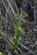 Image of Stream orchid