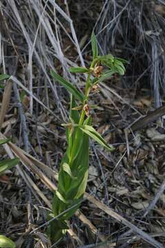 Image of Stream orchid