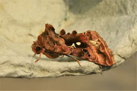 Imagem de Autographa pulchrina Haworth 1802