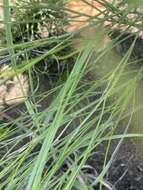 Image of Wahlenbergia virgata Engl.