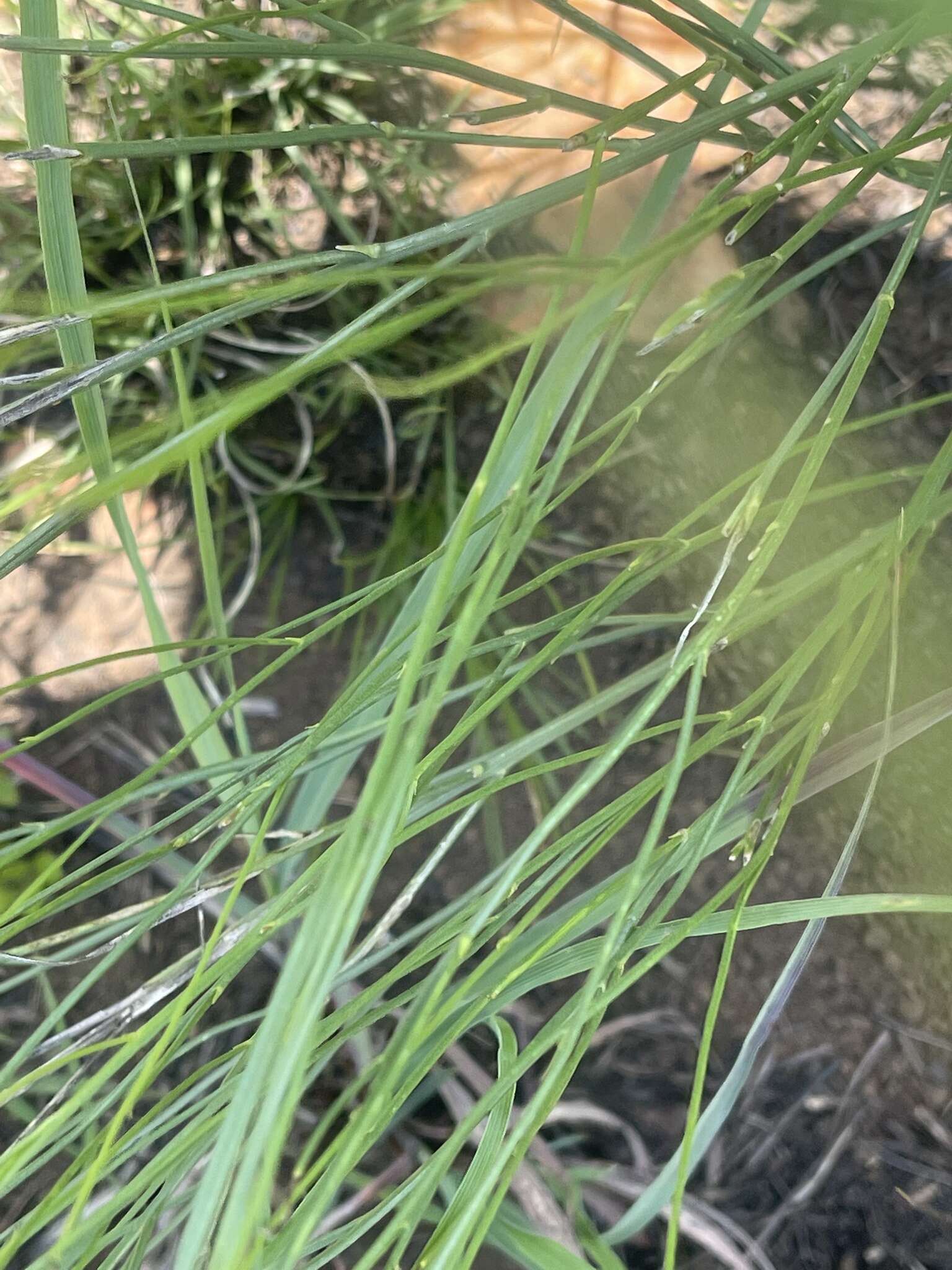 Image of Wahlenbergia virgata Engl.