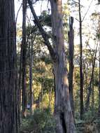 Image de Eucalyptus cypellocarpa L. A. S. Johnson