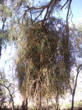 Image of harlequin mistletoe