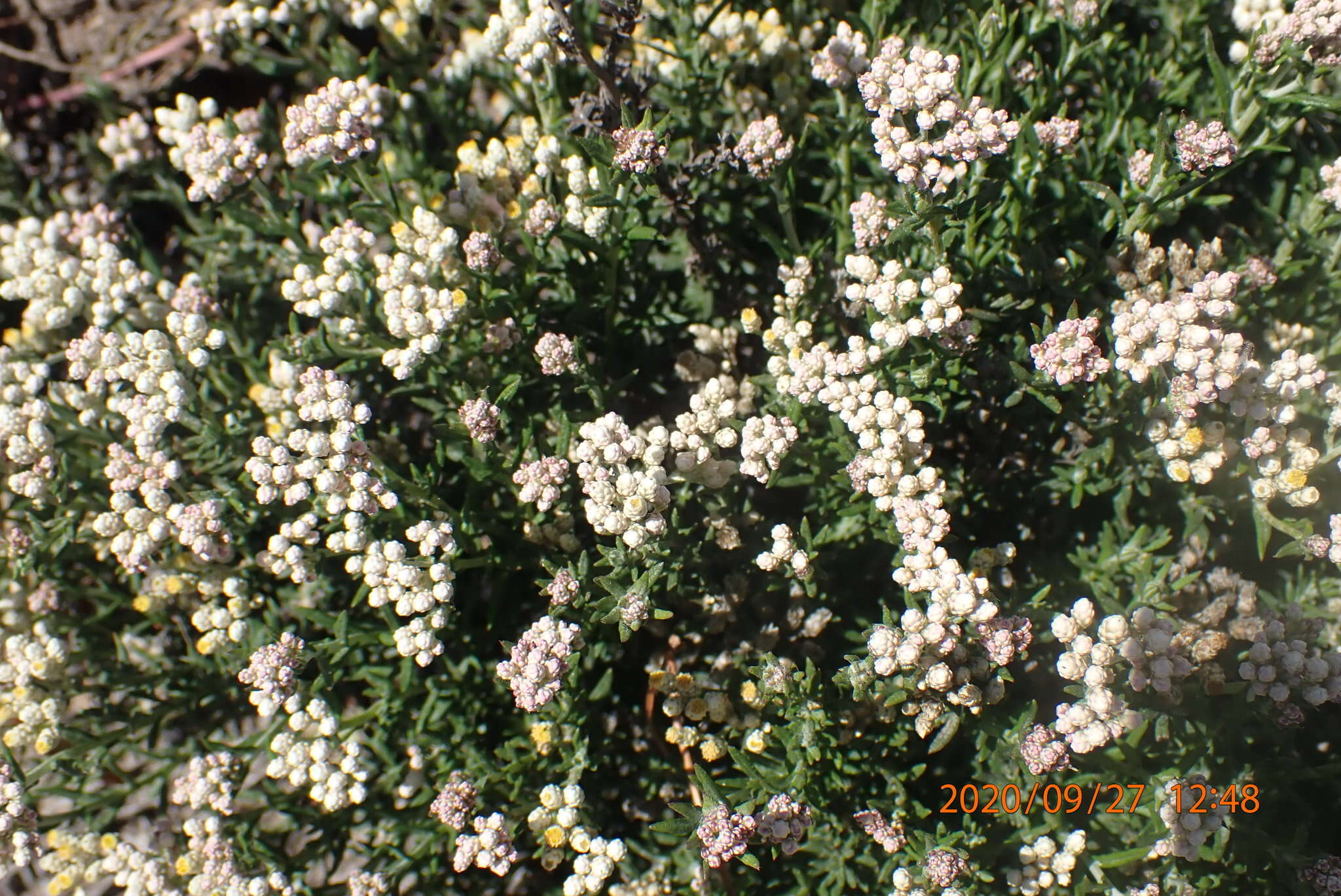 Image of Helichrysum rosum (Berg.) Less.