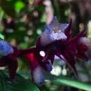 Image of Palicourea tunjaensis C. M. Taylor