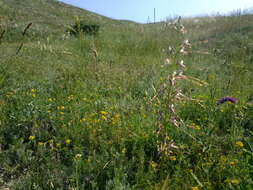 Image of Himantoglossum caprinum (M. Bieb.) Spreng.