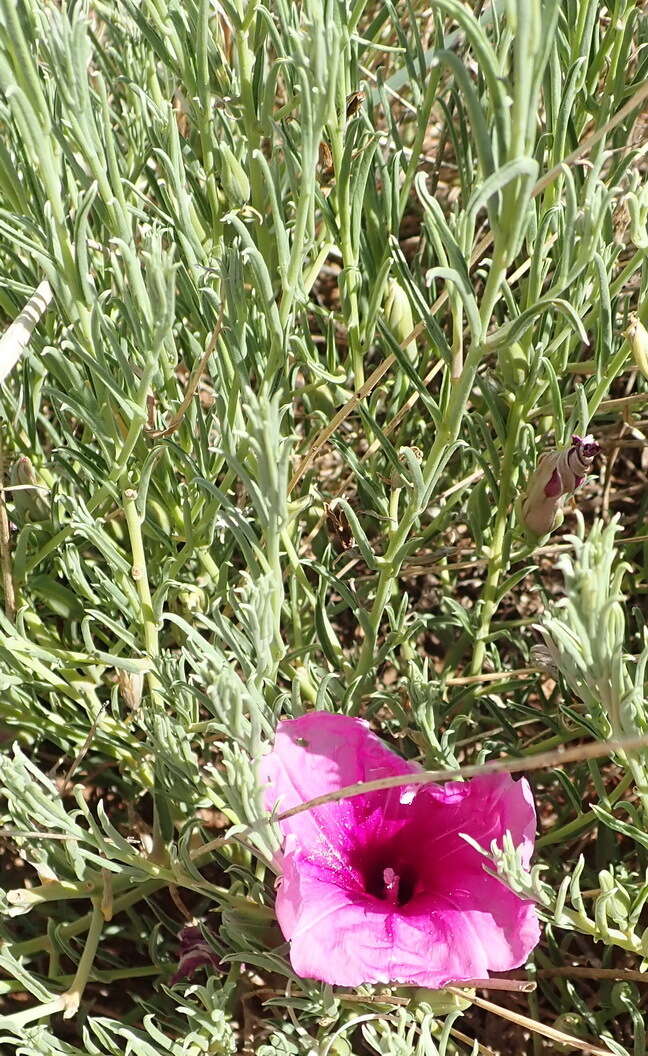 Image of Ipomoea oenotheroides (L. fil.) A. Meeuse & Welman