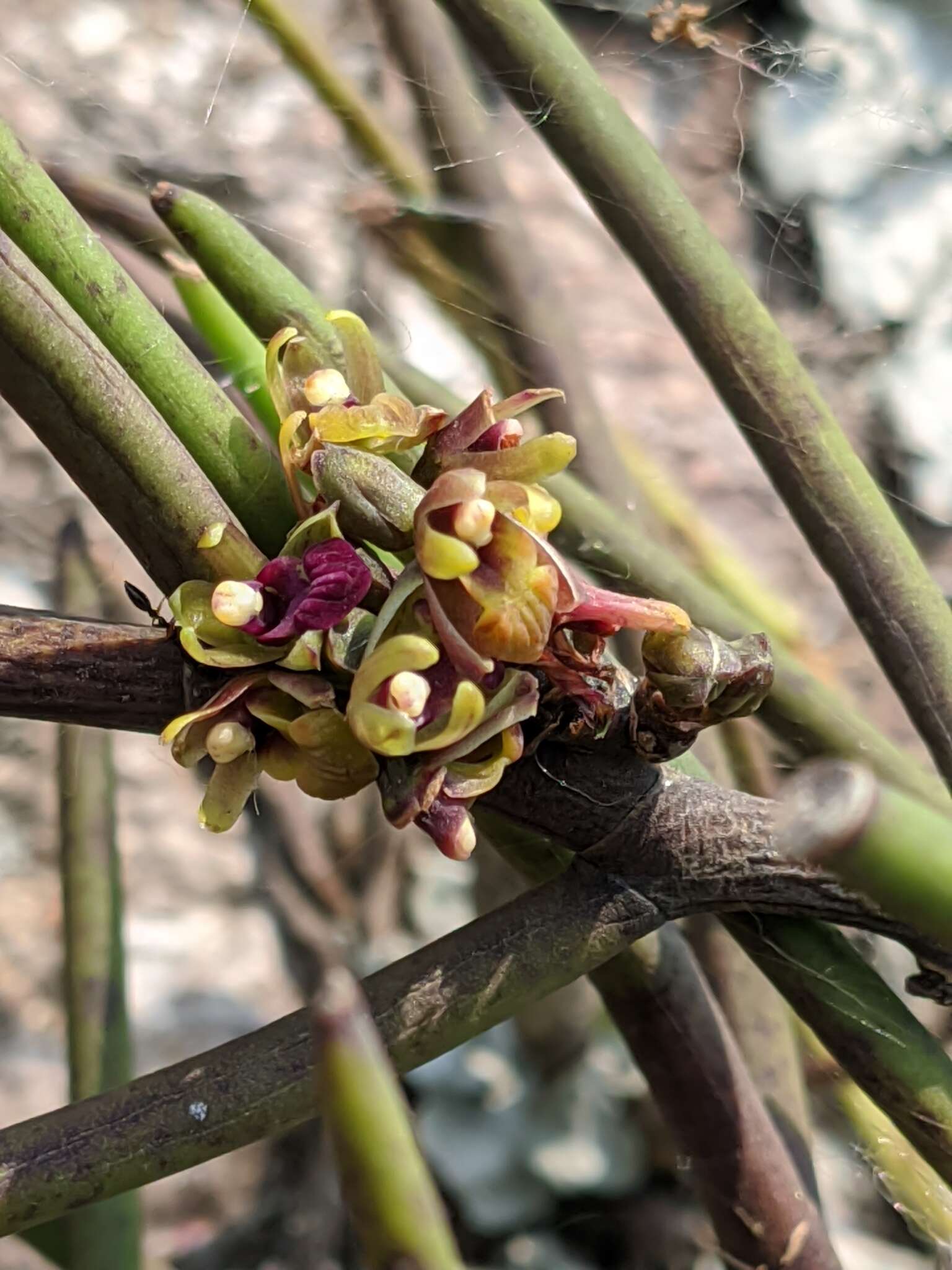 Image of Luisia trichorrhiza (Hook.) Blume