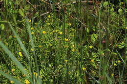 Image de Gratiola aurea Muhl.