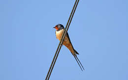 Image of Hirundo rustica rustica Linnaeus 1758