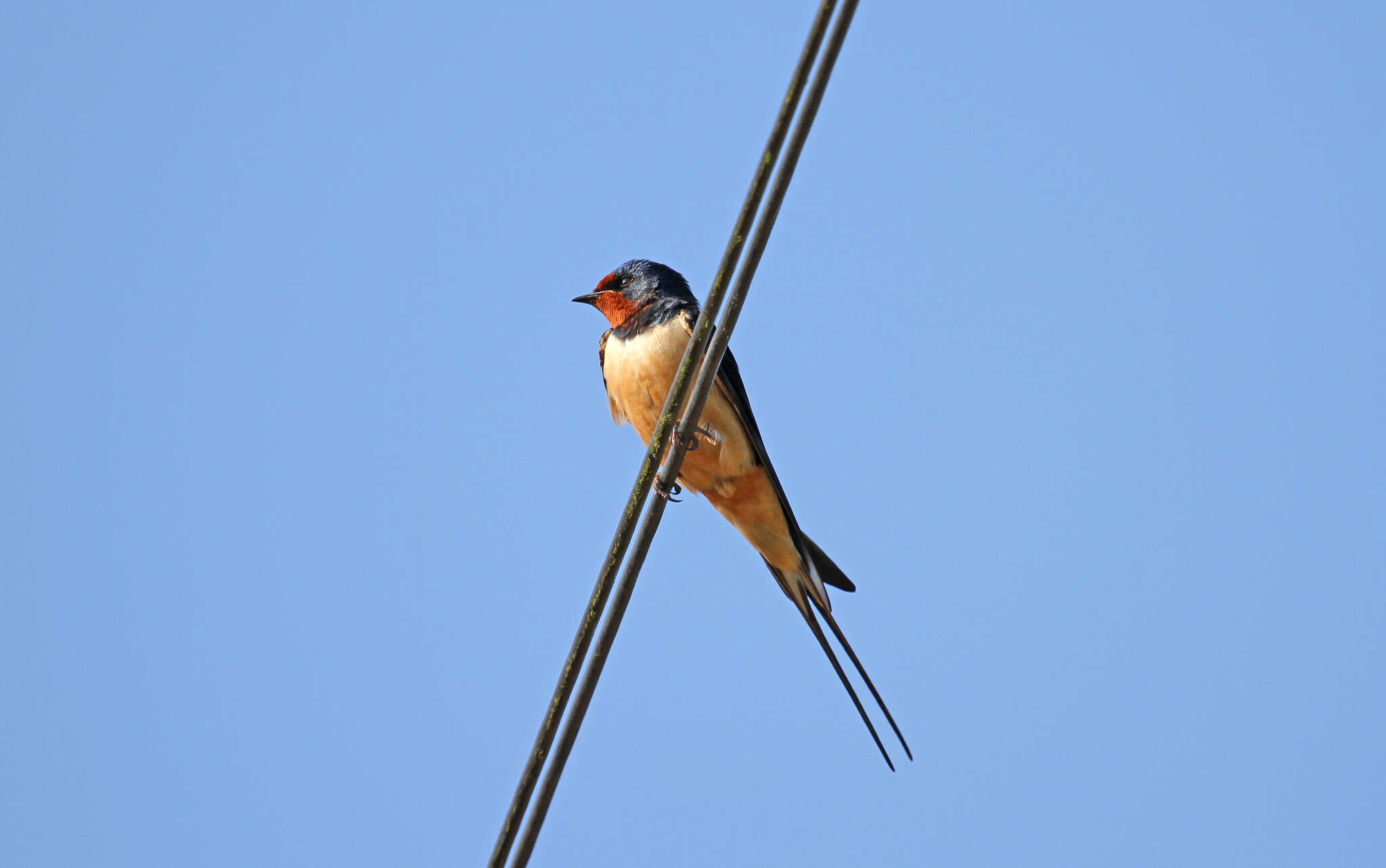 Image of Hirundo rustica rustica Linnaeus 1758