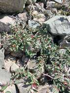 Image of Cotoneaster uniflorus Bunge