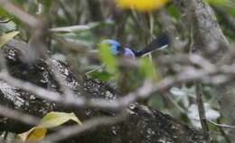 Image of Lovely Fairy-wren