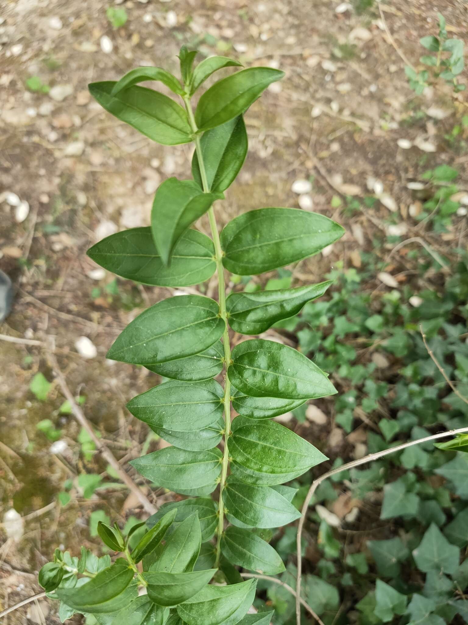 Image of Coriaria myrtifolia L.