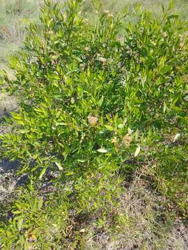 Image of <i>Eupatorium dodonaeifolium</i> DC.