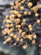 Image of Metatrichia floriformis