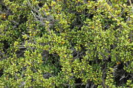 Imagem de Coprosma fowerakeri D. A. Norton & de Lange