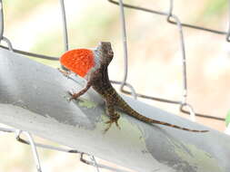 Image of Anolis charlesmyersi Köhler 2010