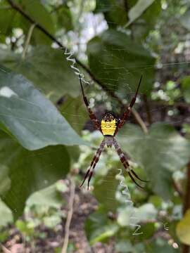 Imagem de Argiope mangal Koh 1991