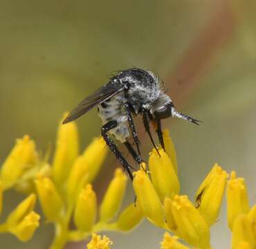 Image of Toxophora amphitea Walker 1849