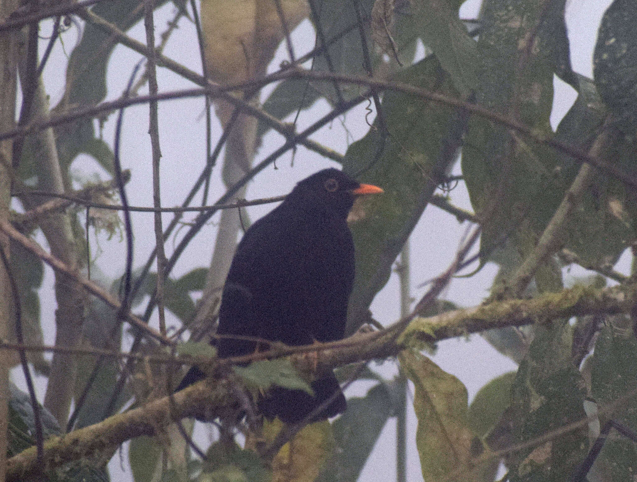 Image of Glossy-black Thrush