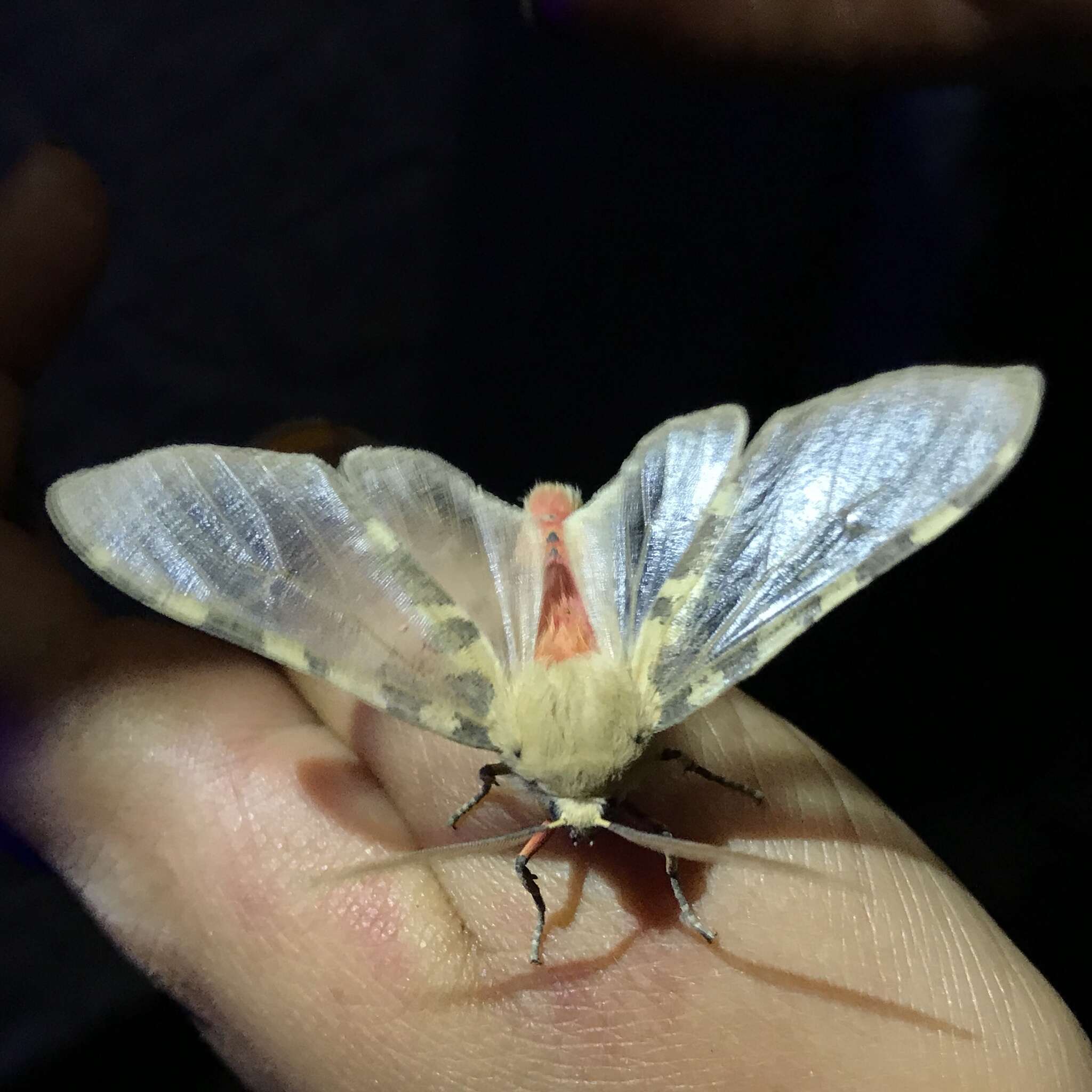 Image of Edwards' Glassy-wing