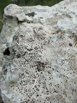 Image of acrocordia lichen