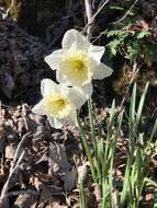 Narcissus incomparabilis Mill. resmi