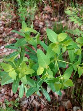 Image of Euphorbia fischeriana Steud.