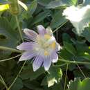 Image of Arizona Passion-Flower