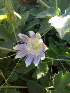 Image of Arizona Passion-Flower