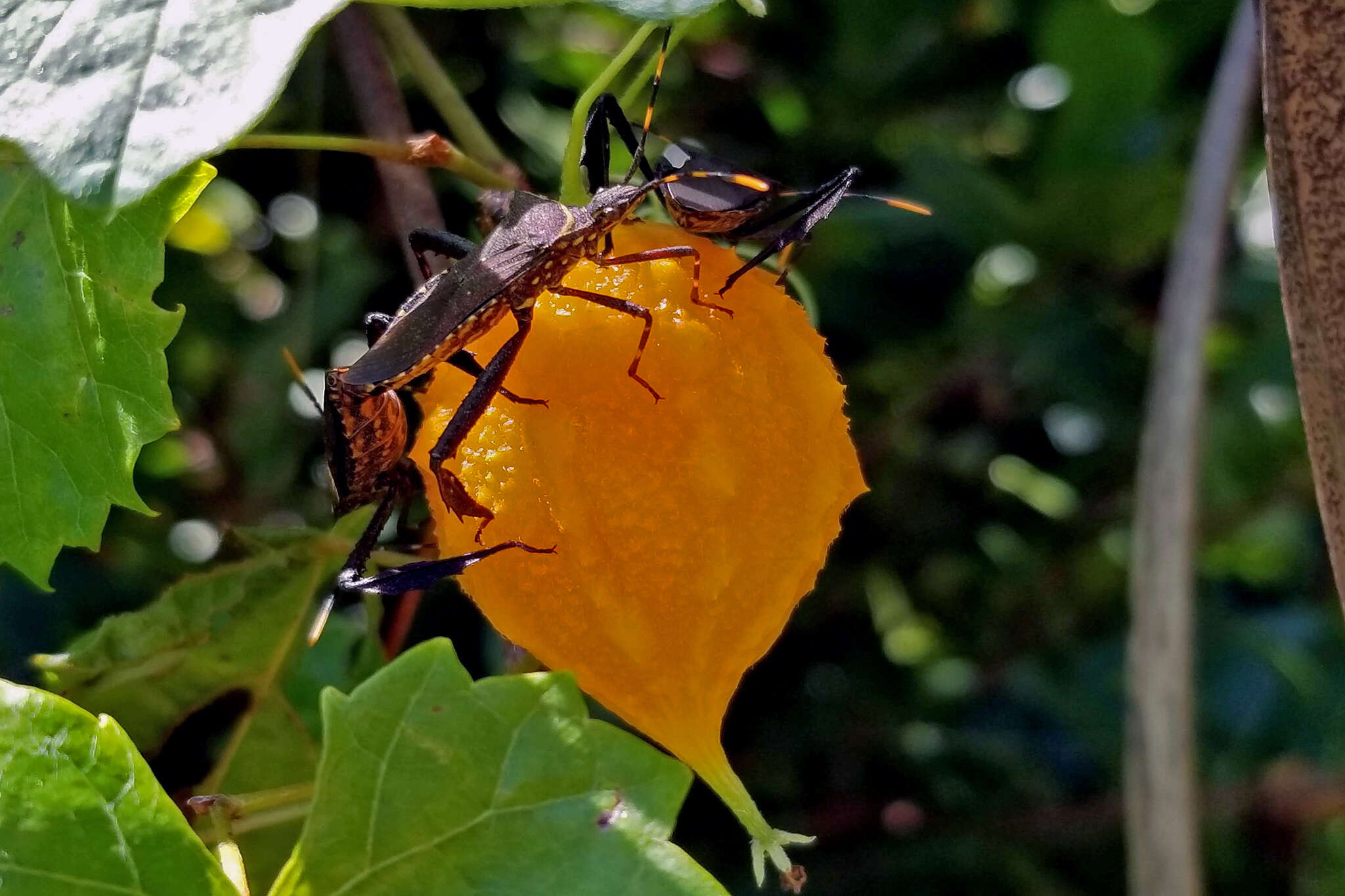 Image of Passionvine Bug