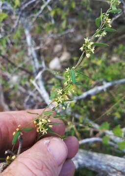 Image of MacCart's swallow-wort