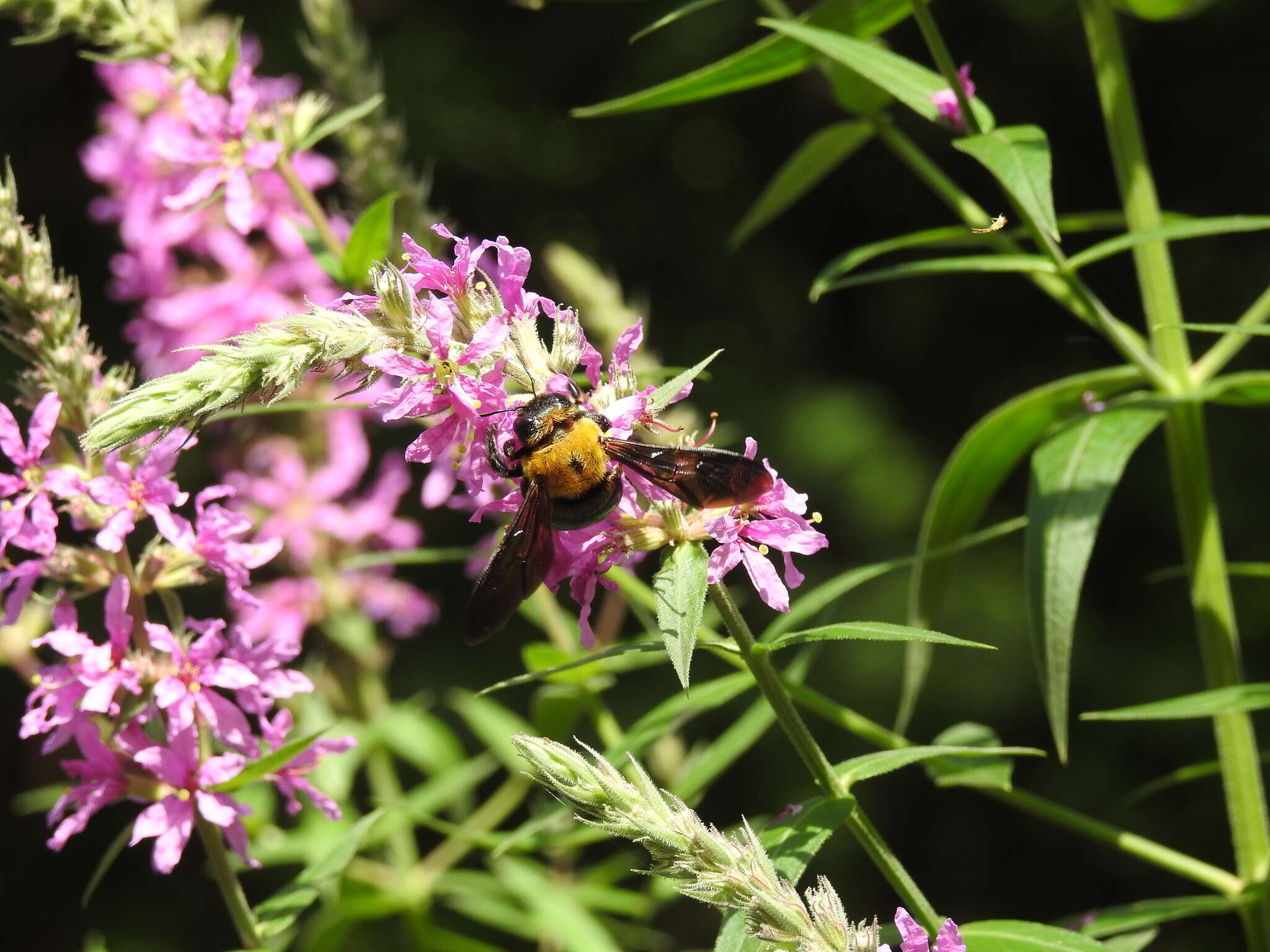 Imagem de Xylocopa appendiculata Smith 1852