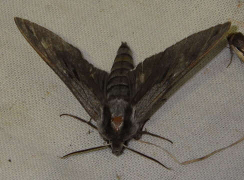 Image of Pine hawkmoth