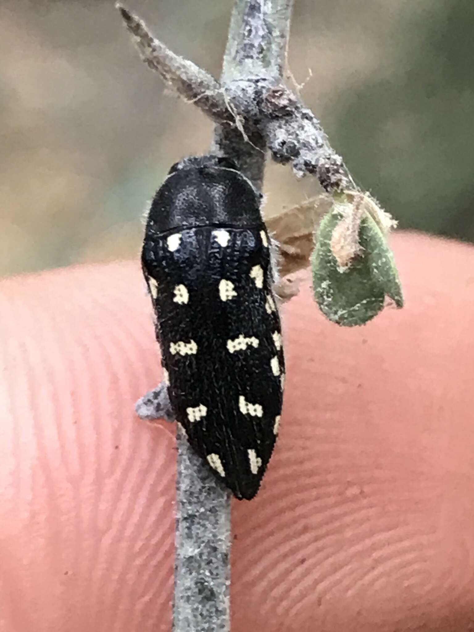 Image of Acmaeodera delumbis Horn 1894