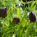 Image of Fritillaria kotschyana Herb.