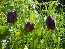 Image of Fritillaria kotschyana Herb.