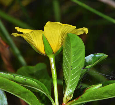 Image of floating primrose-willow