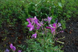 Image of Utah sweetvetch