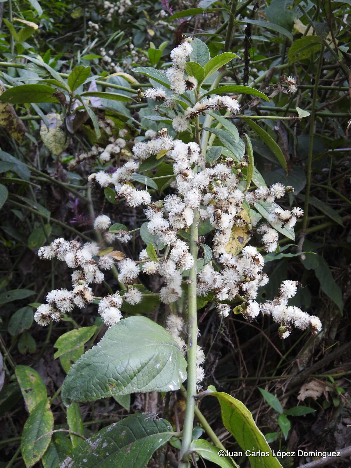 Plancia ëd Lepidaploa tortuosa (L.) H. Rob.